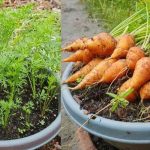 کاشت هویج با ته هویج و بذر آن در گلدان+ روش نگهداری