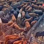 قیمت دام زنده امروز 27 مهر 1404 + جدول قیمت دام زنده امروز 27 مهر 1404 + جدول