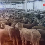 قیمت دام زنده امروز ۶ مهر 1404 + جدول قیمت دام زنده امروز ۶ مهر 1404 + جدول