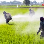 افزایش قیمت کود شیمیایی انگیزه کشاورزان را گرفت / علت گرانی کود شیمیایی توقف تولید در زمستان بود