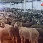 قیمت دام زنده امروز ۱۹ مرداد ۱۴۰۴ + جدول