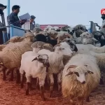 قیمت دام زنده امروز ۱۸ مرداد ۱۴۰۴ + جدول