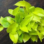 چگونه مشکلات گیاه را از روی برگ آن تشخیص دهیم؟ چگونه مشکلات گیاه را از روی برگ آن تشخیص دهیم؟