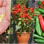 آموزش کاشت فلفل تند و شیرین در گلدان + روش نگهداری