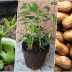 روش کاشت بادام زمینی در گلدان + روش نگهداری روش کاشت بادام زمینی در گلدان + روش نگهداری