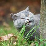 آیا علف خوردن سگ‌ها و گربه‌ها نشانه بیماری است؟