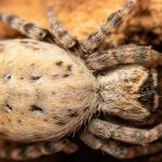 عنکبوت های اجتماعی آفریقایی مادرشان را می‌خورد+ فیلم