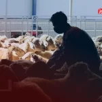 قیمت دام زنده امروز 23 مرداد 1404 / قیمت گوسفند بالا رفت + جدول