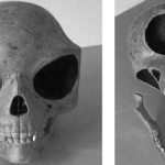 ۱۰ واقعیت درباره جمجمه عجیبی که سال ۲۰۰۷ کشف شد؛ آیا با یک موجود بیگانه طرف هستیم؟