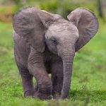 تعبیر خواب دیدن فیل کوچک در خانه + معنی دیدن فیل کوچک در خانه در خواب چیست تعبیر خواب دیدن فیل کوچک در خانه + معنی دیدن فیل کوچک در خانه در خواب چیست