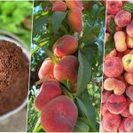 کاشت هلو انجیری در گلدان + زمان کاشت و روش نگهداری