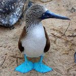 تعبیر خواب گرفتن پرنده با دست + معنی گرفتن پرنده با دست از نظر امام صادق چیست تعبیر خواب گرفتن پرنده با دست + معنی گرفتن پرنده با دست از نظر امام صادق چیست