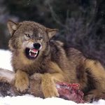 تعبیر خواب گرگ های درنده + معنی گرگ های درنده در خواب چیست