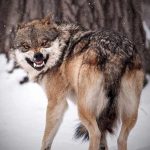 تعبیر خواب گرگ های رنگی + معنی گرگ های رنگی در خواب چیست تعبیر خواب گرگ های رنگی + معنی گرگ های رنگی در خواب چیست