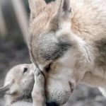 تعبیر خواب گرگ و بچه گرگ + معنی گرگ و بچه گرگ در خواب چیست تعبیر خواب گرگ و بچه گرگ + معنی گرگ و بچه گرگ در خواب چیست