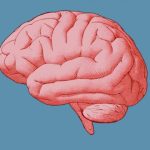 آیا واقعا فقط ۱۰ درصد از مغزمان را استفاده می‌کنیم؟ بررسی علمی یک افسانه رایج