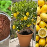 روش کاشت نهال لیمو ترش در گلدان آپارتمانی + روش نگهداری