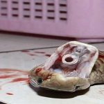 تعبیر خواب مار تیکه تیکه شده + معنی مار تیکه تیکه شده در خواب چیست