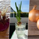 آموزش کاشت پیاز در بطری آب+ روش نگهداری