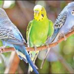 تعبیر خواب پرنده رنگی + معنی پرنده رنگی از نظر امام صادق چیست تعبیر خواب پرنده رنگی + معنی پرنده رنگی از نظر امام صادق چیست