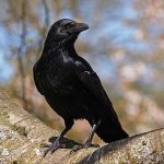 تعبیر خواب پرنده سیاه حضرت یوسف + معنی پرنده سیاه از نظر حضرت یوسف چیست تعبیر خواب پرنده سیاه حضرت یوسف + معنی پرنده سیاه از نظر حضرت یوسف چیست