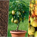 آموزش کاشت گلابی در گلدان + روش نگهداری