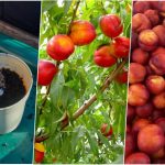 آموزش کاشت هسته شلیل در گلدان+ روش نگهداری