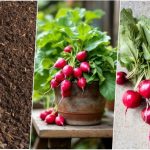 آموزش کاشت تربچه در گلدان + روش نگهداری