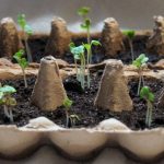 روش کاشت گوجهفرنگی در شانه تخممرغ با 1 عدد گوجه + نگهداری روش کاشت گوجهفرنگی در شانه تخممرغ با 1 عدد گوجه + نگهداری