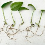 10 روش خلاقانه برای ریشه دار کردن گیاهان در خانه