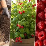 آموزش کاشت رزبری در گلدان + روش نگهداری