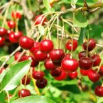 11 خاصیت و کاربرد برگ آلبالو که که از آن بی‌خبرید