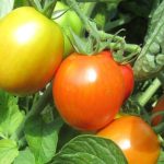 راهنمای کامل برای قرمز شدن گوجه فرنگی؛ علت‌ها و راه‌ حل‌های آن