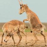 برترین عکس های حیات وحش سال 2025