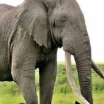 تعبیر خواب فیل امام صادق معنی فیل در خواب های ما از نظر امام صادق چیست تعبیر خواب فیل امام صادق معنی فیل در خواب های ما از نظر امام صادق چیست