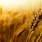 50 هزار میلیارد تومان از مطالبات گندمکاران تا ده روز آینده پرداخت می‌شود