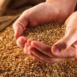 کمبود شدید بذر دیم در کشور