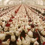 بی‌توجهی به قیمت‌گذاری به نرخ تورم، زیان مرغداران را قطعی می‌کند