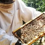 عسل ایلام در بازارهای جهانی