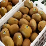 زمان آغاز صادرات کیوی مشخص شد