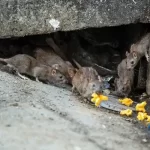 چرایی جولان موش‌ها در خیابان‌های تهران / بحران خاموشی که شهر را تهدید می‌کند