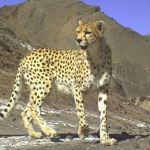 یوز ماده ایران باروری خود را از دست داده است