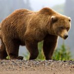 غذا خوردن خرس قهوه ای بالای درخت بلوط + فیلم