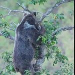 بلوط خوردن بامزه خرس در جنگل‌های ایران + فیلم