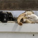 قیمت دام زنده برای امروز شنبه ۱۵ شهریور ۱۴۰۴