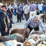 قیمت جدید دام زنده در بازار در استان های مختلف