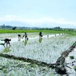 قیمت‌ برنج به پایین‌ترین حد خود رسید