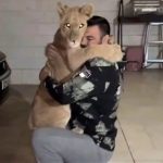 تلف شدن توله شیر امیر علی‌اکبری در پارک ارم