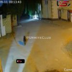 ورود خرس به شهرک شهریار