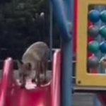 سرسره‌بازی روباه در تهران / فیلم